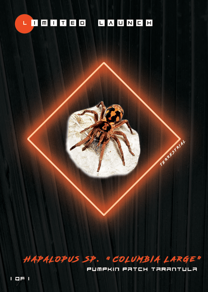 Pumpkin Patch Trading Card Freebie (Limited Launch Promo) - Primal Cages